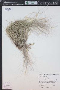 Aristida purpurea var. longiseta image