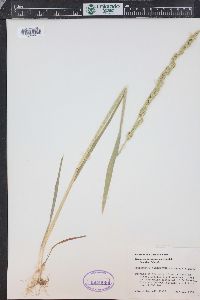 Beckmannia syzigachne image