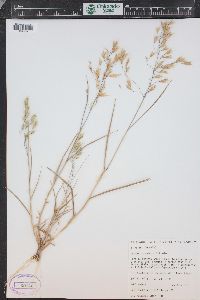 Bromus commutatus image