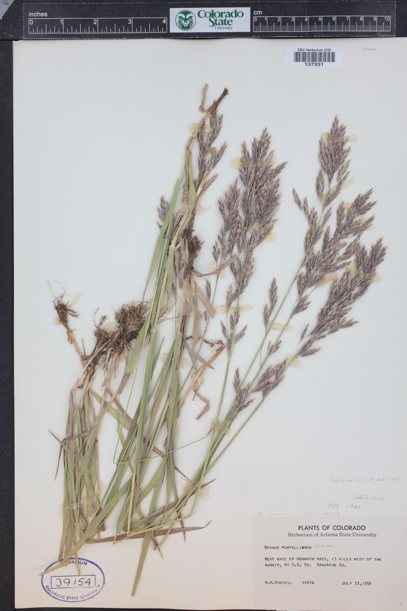 Bromus pumpellianus image