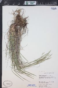 Bromus lanatipes image