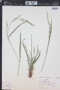 Bromus polyanthus image