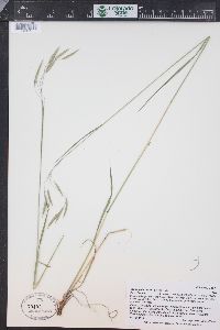 Bromus porteri image