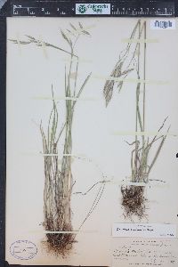 Bromus porteri image