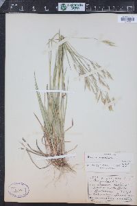 Bromus porteri image