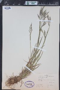 Bromus porteri image