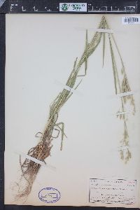 Bromus racemosus image