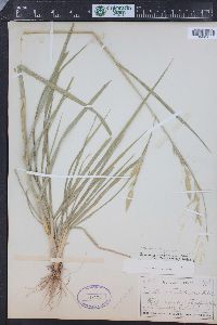 Bromus catharticus image