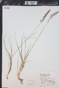 Calamagrostis purpurascens image