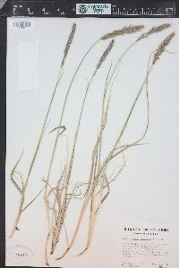 Calamagrostis purpurascens image