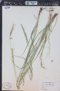 Calamagrostis rubescens image