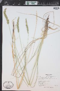 Calamagrostis stricta image