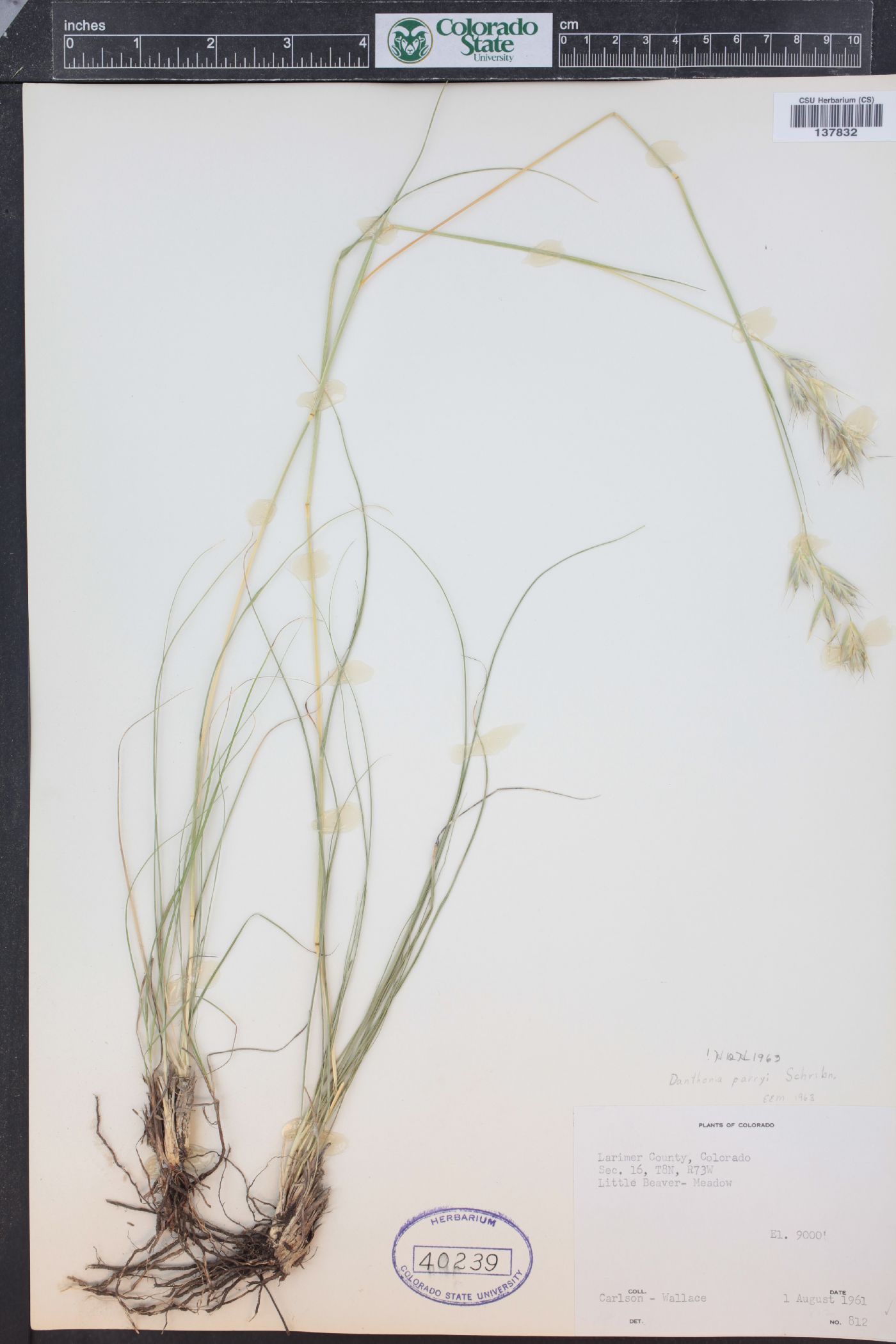 Danthonia parryi image