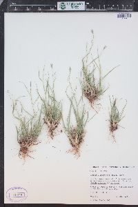 Danthonia unispicata image