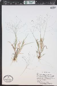 Digitaria cognata image