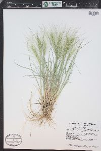 Elymus elymoides subsp. brevifolius image