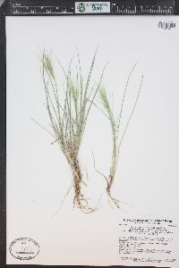 Elymus elymoides subsp. brevifolius image