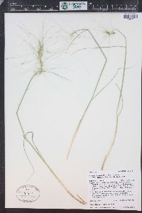 Elymus elymoides subsp. brevifolius image