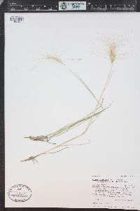 Elymus elymoides subsp. brevifolius image