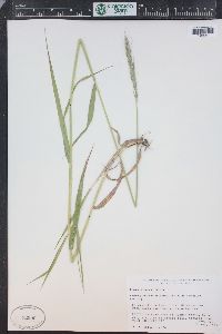 Elymus glaucus image