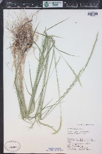 Elymus glaucus image