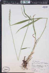 Elymus glaucus image