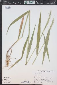 Elymus glaucus image