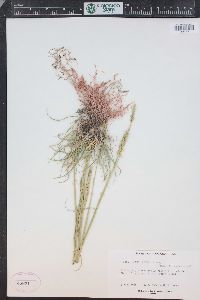 Psathyrostachys juncea image