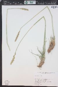 Psathyrostachys juncea image