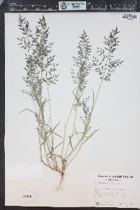 Eragrostis barrelieri image