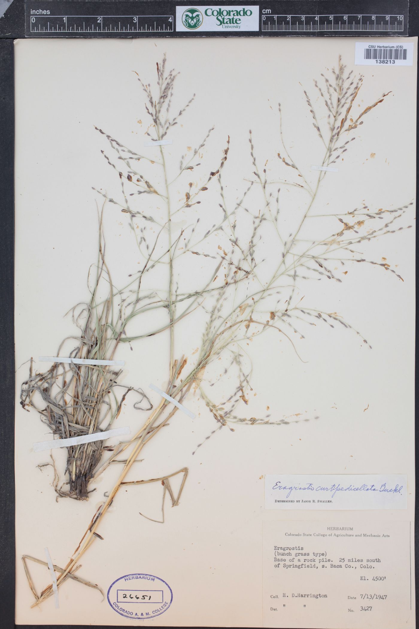 Eragrostis curtipedicellata image