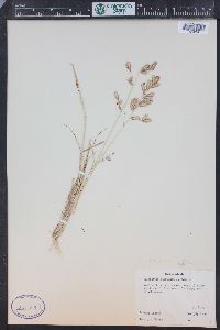 Eragrostis secundiflora image