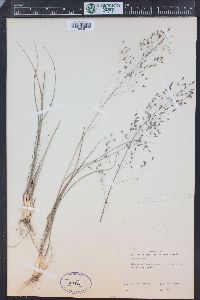 Eragrostis trichodes image