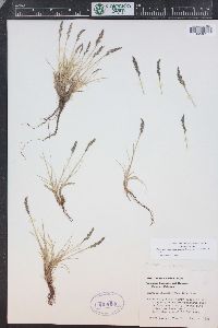 Festuca brachyphylla subsp. coloradensis image