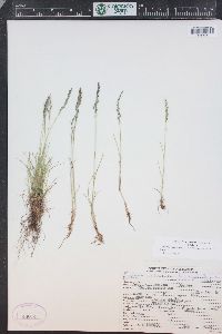 Festuca brachyphylla subsp. coloradensis image