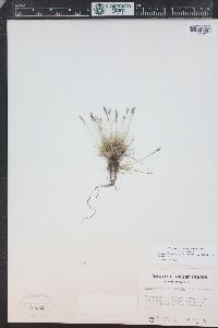 Festuca brachyphylla subsp. coloradensis image