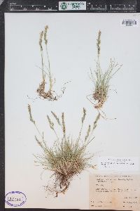 Festuca brachyphylla subsp. coloradensis image