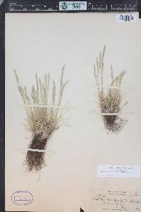 Festuca brachyphylla subsp. coloradensis image