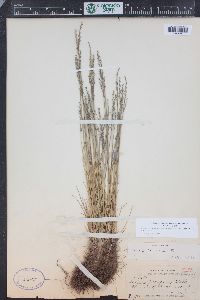 Festuca brachyphylla subsp. coloradensis image