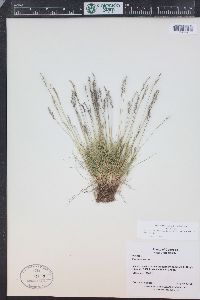 Festuca brachyphylla image