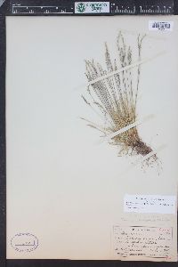 Festuca brachyphylla image