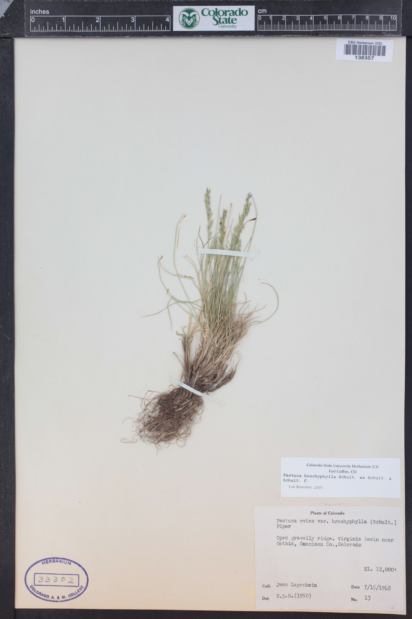 Festuca brachyphylla subsp. coloradensis image