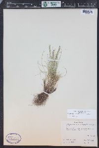 Festuca brachyphylla subsp. coloradensis image