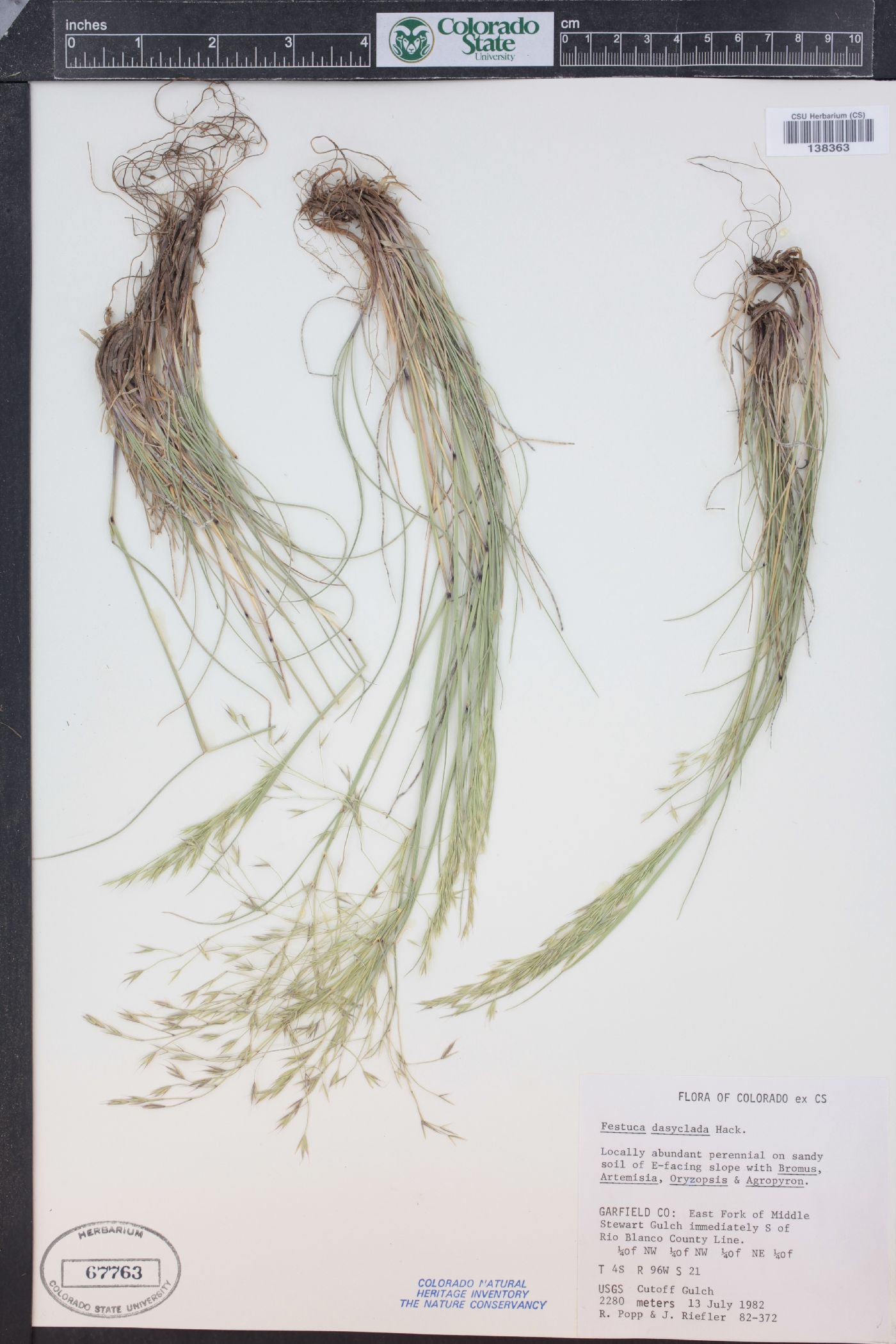 Festuca dasyclada image