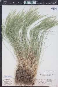 Festuca dasyclada image