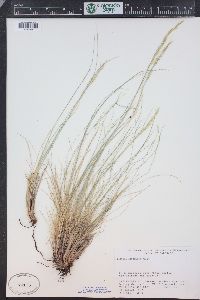 Festuca arizonica image