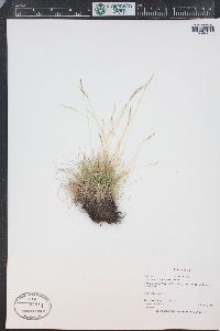 Festuca idahoensis image