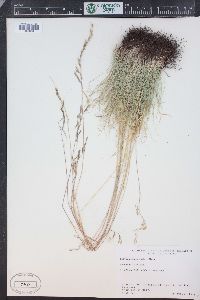 Festuca idahoensis image