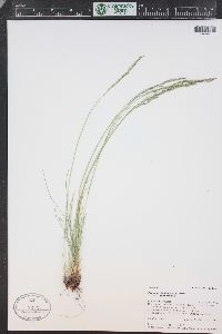 Festuca idahoensis image