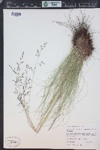 Festuca idahoensis image